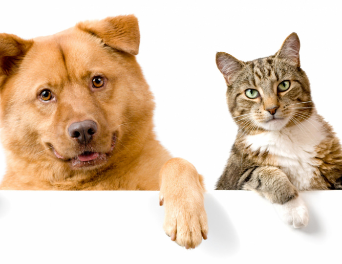 Проживание с домашними животными - Отель «Островок» Анапа